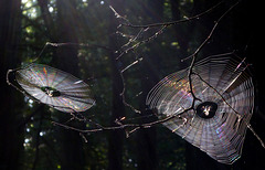 Spinnennetze im Licht der Morgensonne