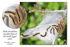 Moth caterpillars - East Dean - Sussex - 30.4.2015