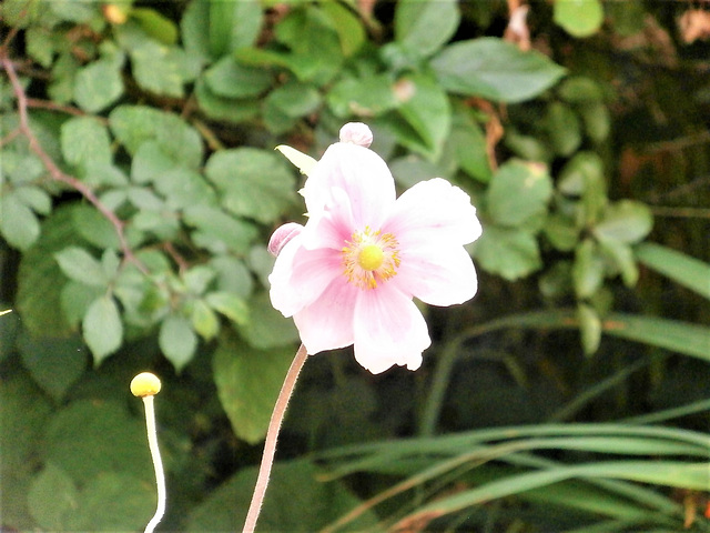 Japanese anemone is starting to flower