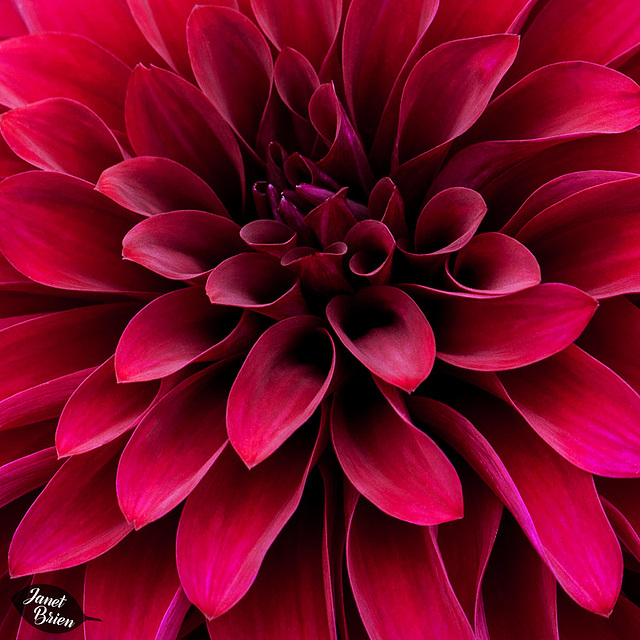 Heart of a Magenta Dahlia & Checking In!