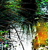 Pond Reflections 2