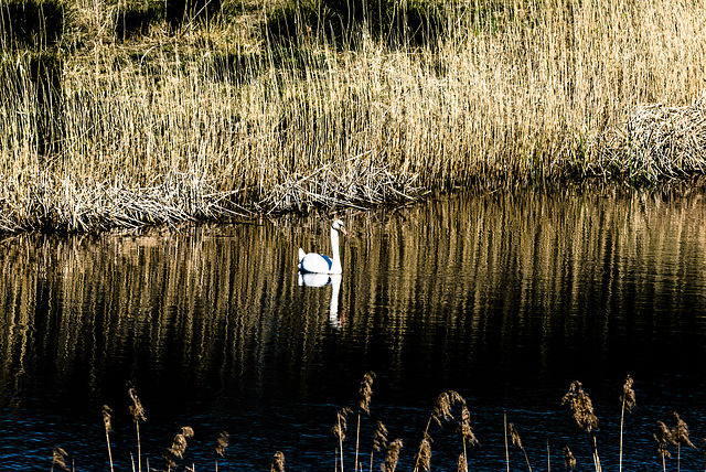 Cisne del género Cygnus