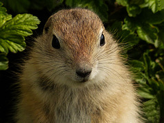 Young Richardson's Ground Squirrel