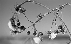 Dry sow thistle