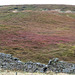 Moorland colours