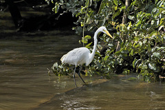Great Egret – Caño Negro National Wildlife Refuge, Río Frío, Alajuela Province, Costa Rica