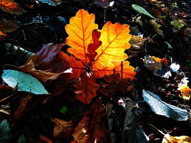 Autumnal Glimpses 2