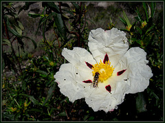 Cistus flower with visitor