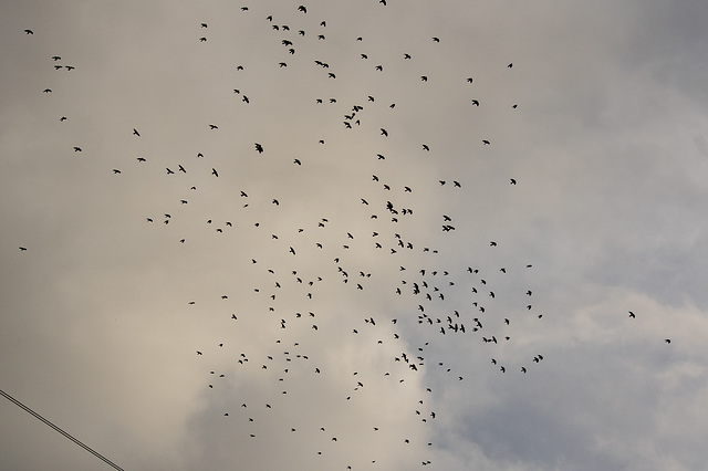 Jackdaws.... too many to count :-)