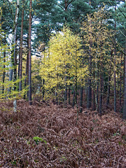Birch in Binton Woods