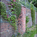 Lucy's clematis on wall