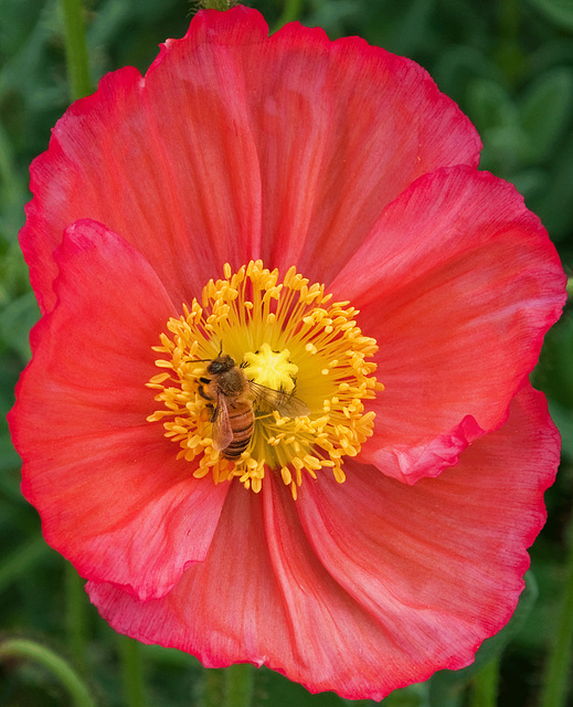 Bee-on-poppy