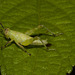 GrasshopperIMG_3048