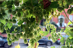 IMG 1219-001-Hops in the Window
