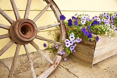 flowers n wheel