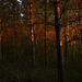 Закат в лесу на Киевском море / Sunset in the Forest