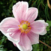 Japanese anemone looking great