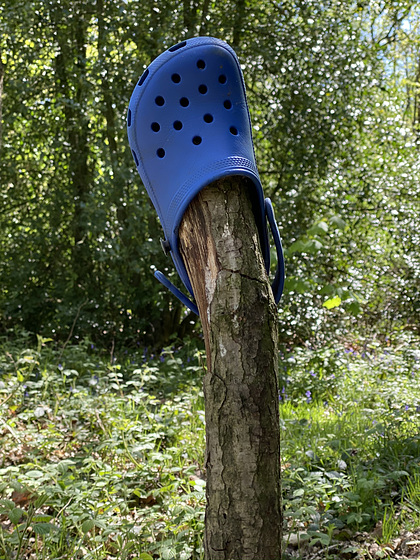 Bluebell Bluebell