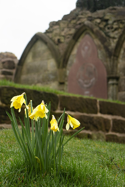 Daffodils at St Serf's Church
