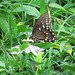 Spicebush swallowtail (F)