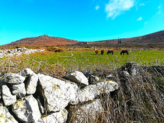 Carn Galva (or Galver, the jury's still out) and ponies