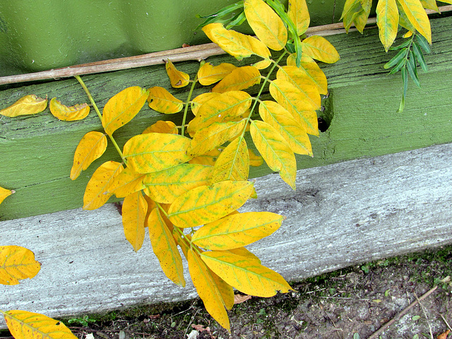 Yellow Leaves.