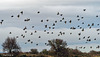 Starling Fly Past