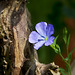 Little Blue Wildflower