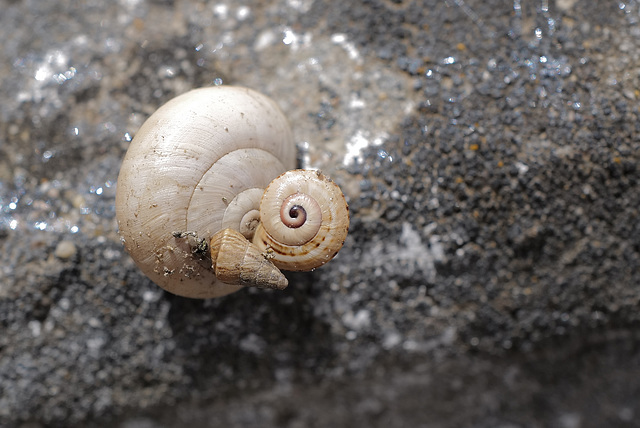 Uber-snail