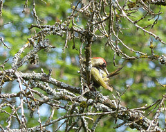 Pic vert  (Picus viridis)  (European Green Woodpecker)