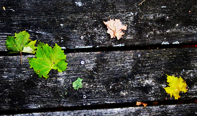 wine leaves fall - SSC