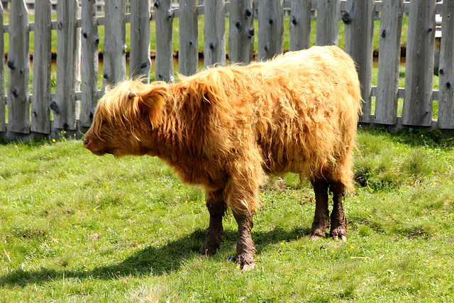 Scottish highland calf