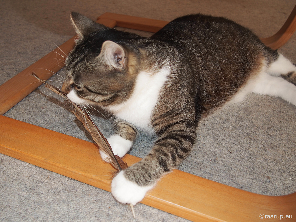 Bastian's feather, 1 - for Happy Caturday