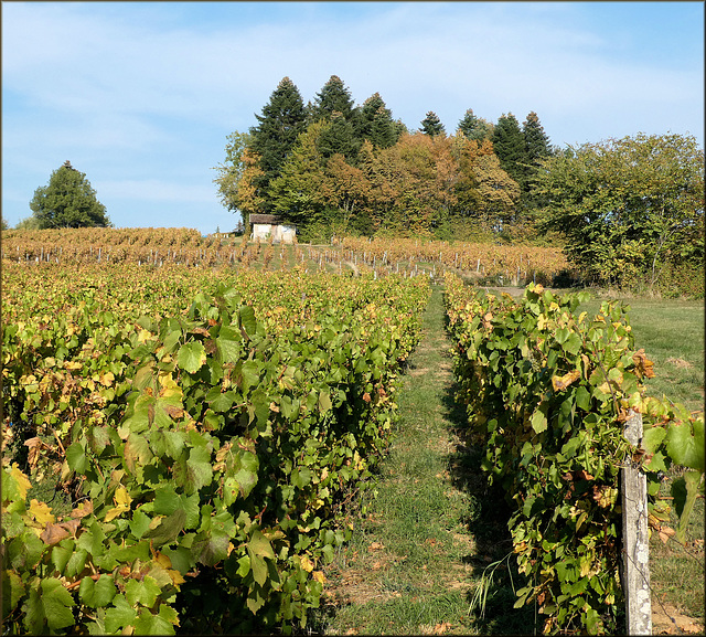 Montigny-les-Arsures (39) 19 octobre 2018. Vignoble d'Arbois.