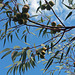 Eucalyptus buds