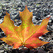 26/50 maple leaf, feuille d'érable