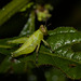 GrasshopperIMG_3057