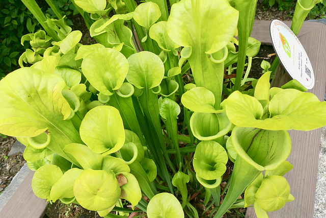 Leipzig 2019 – Botanischer Garten – Yellow pitcherplant