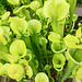 Leipzig 2019 – Botanischer Garten – Yellow pitcherplant