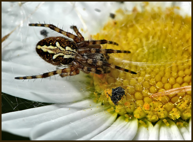 Spider on flower preparing food