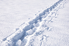 Snow Shoe Track
