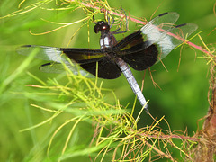 Widow skimmer (male)