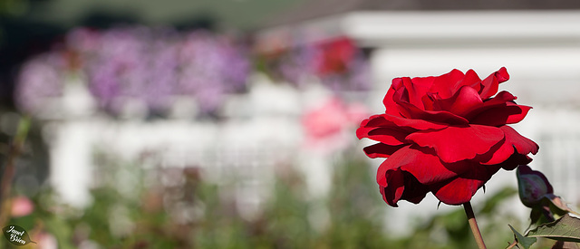 Victoria's Butchart Gardens, Part 9: Ravishing Roses--HFF!--and the Last of My Butchart Show! :D (+10 insets)