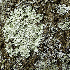 P1020283ba lichen crop