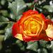 1T0A2535- Parnell rose garden