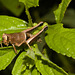 GrasshopperIMG_3052