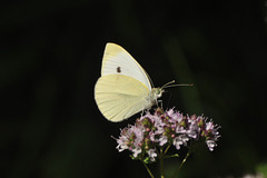 butterfly-DSC 1464 edited