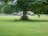 eld - bench under tree