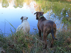 Branco & Rosie admiring the pond