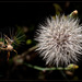 133/366: Details of a Dandilion Seed Head